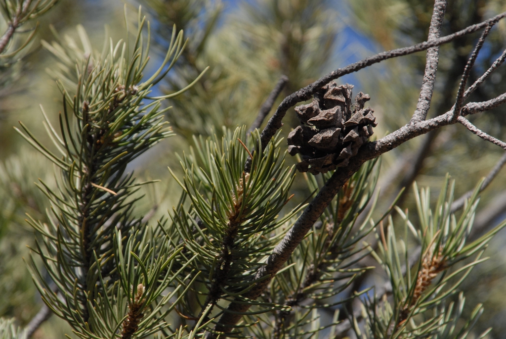 Pinus edulis