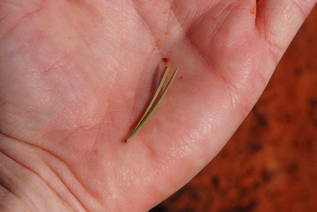 Pinus edulis