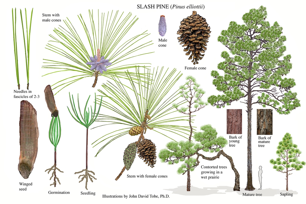 Color illustrations of the technical details of this species.