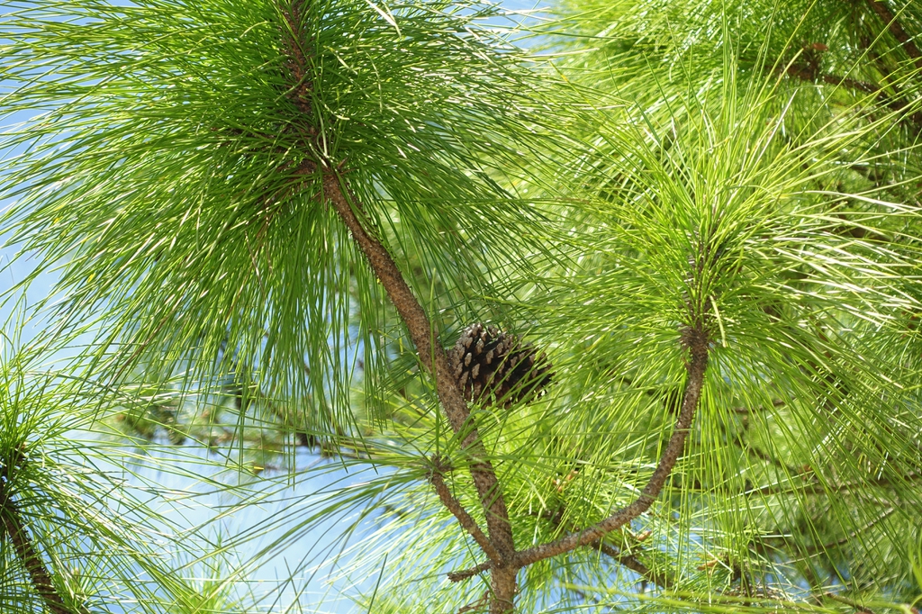 Leaves