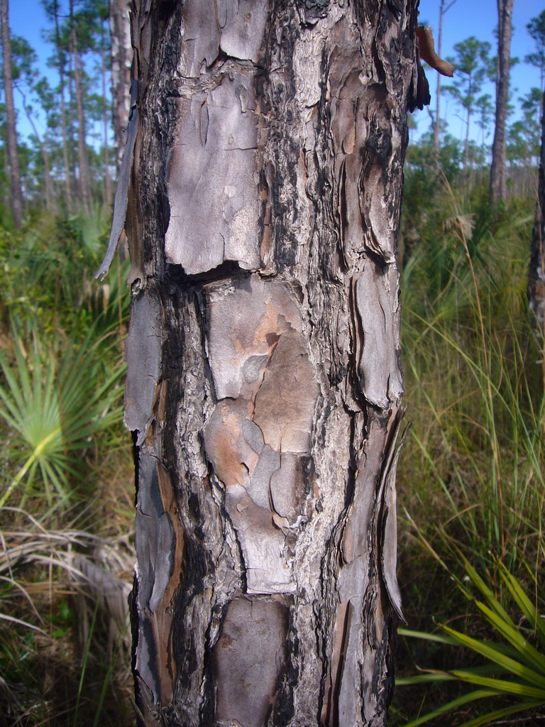 Bark
