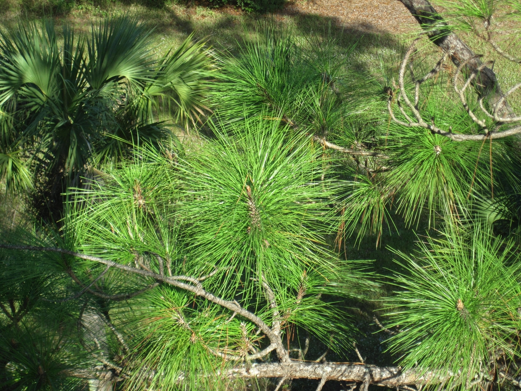 Branches