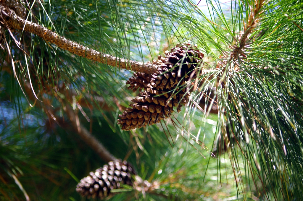 Seed Cones