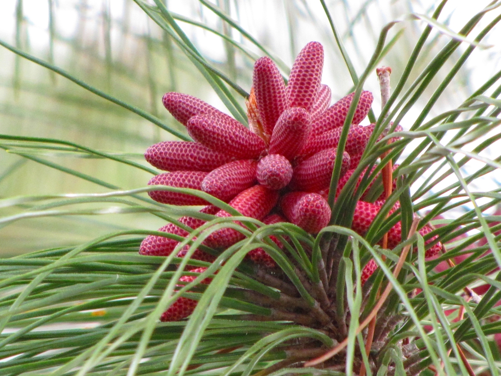 Pollen cones