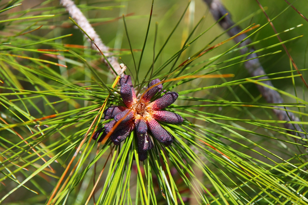 Pollen cones