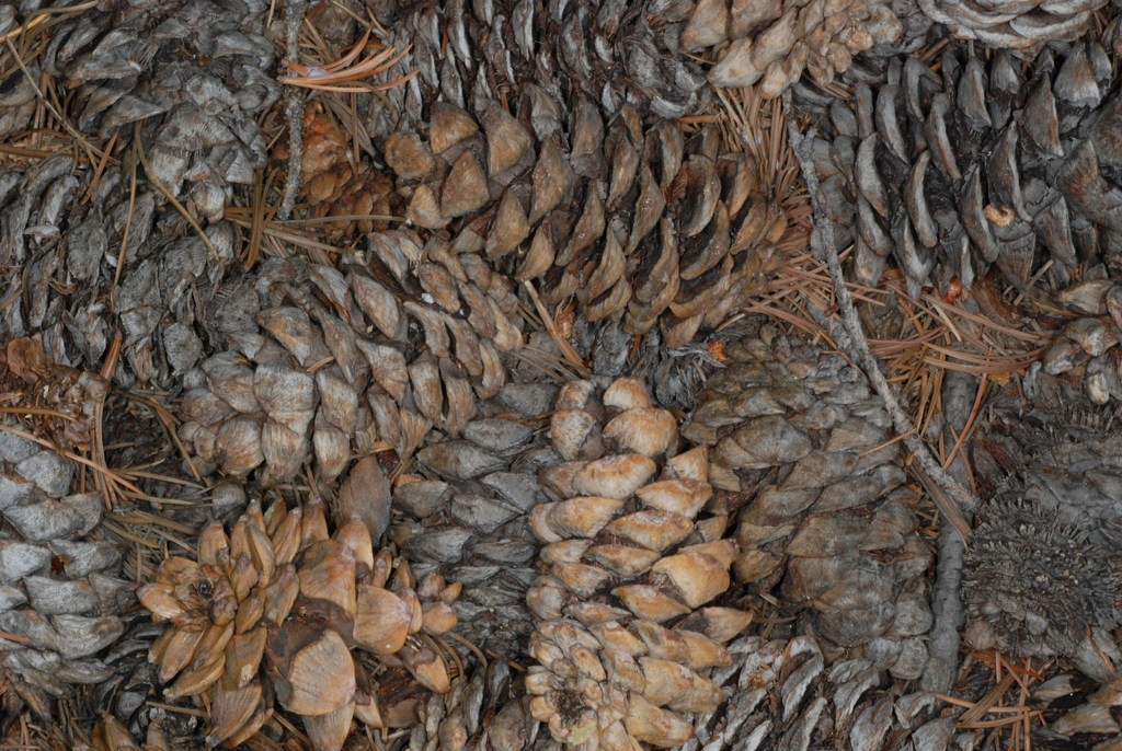 Mature seed cones (Larimer County, CO)-Early Fall