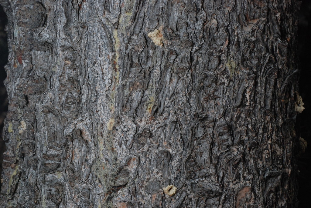 Bark close-up (Larimer County, CO)-Early Fall