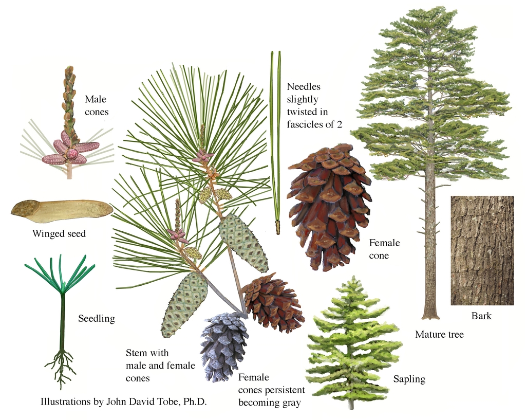 Color illustrations of the technical details of this species.