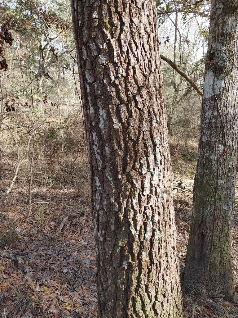 Bark
