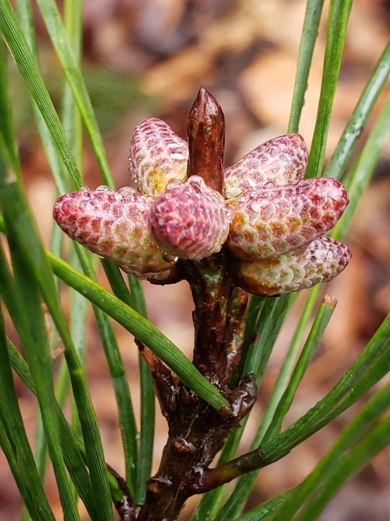 Pollen cones