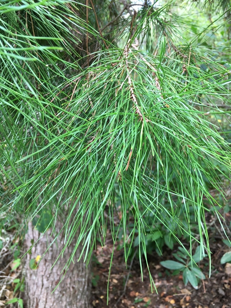 Needles