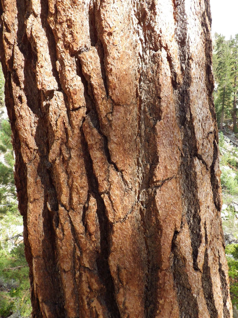 Bark