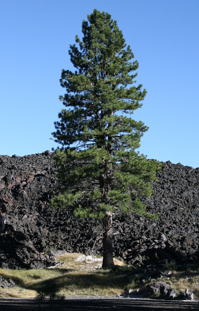 Form