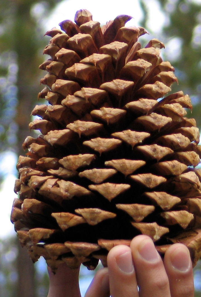 Cone closeup