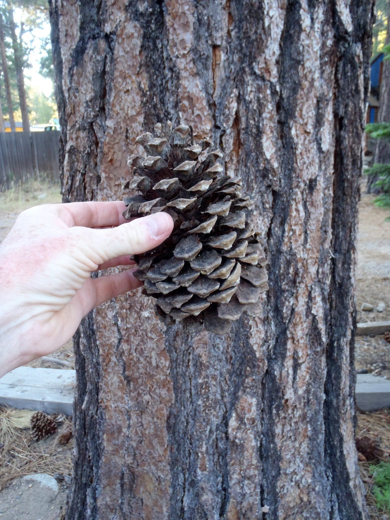 Pinus jeffreyi