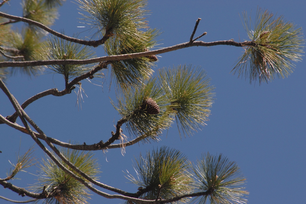 Pinus jeffreyi