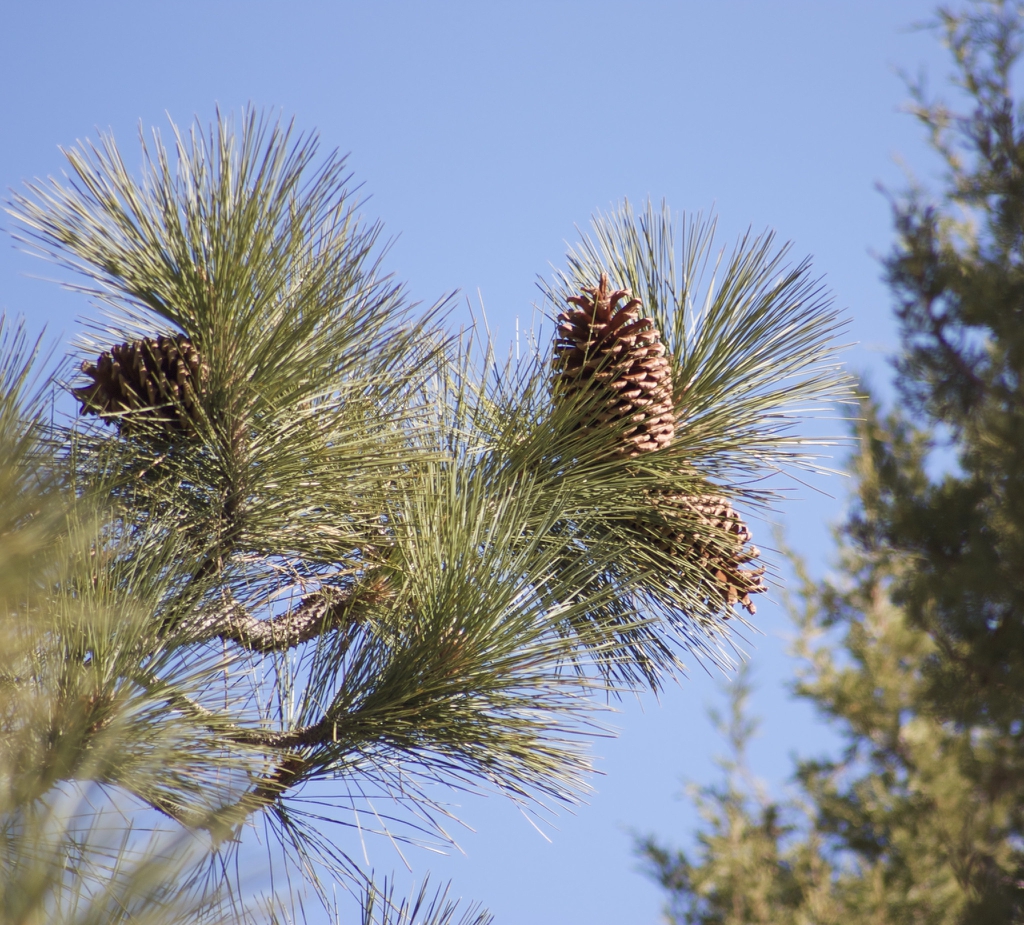 Needles and cones
