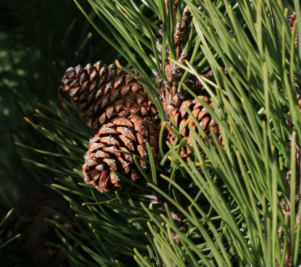 Cone and needles
