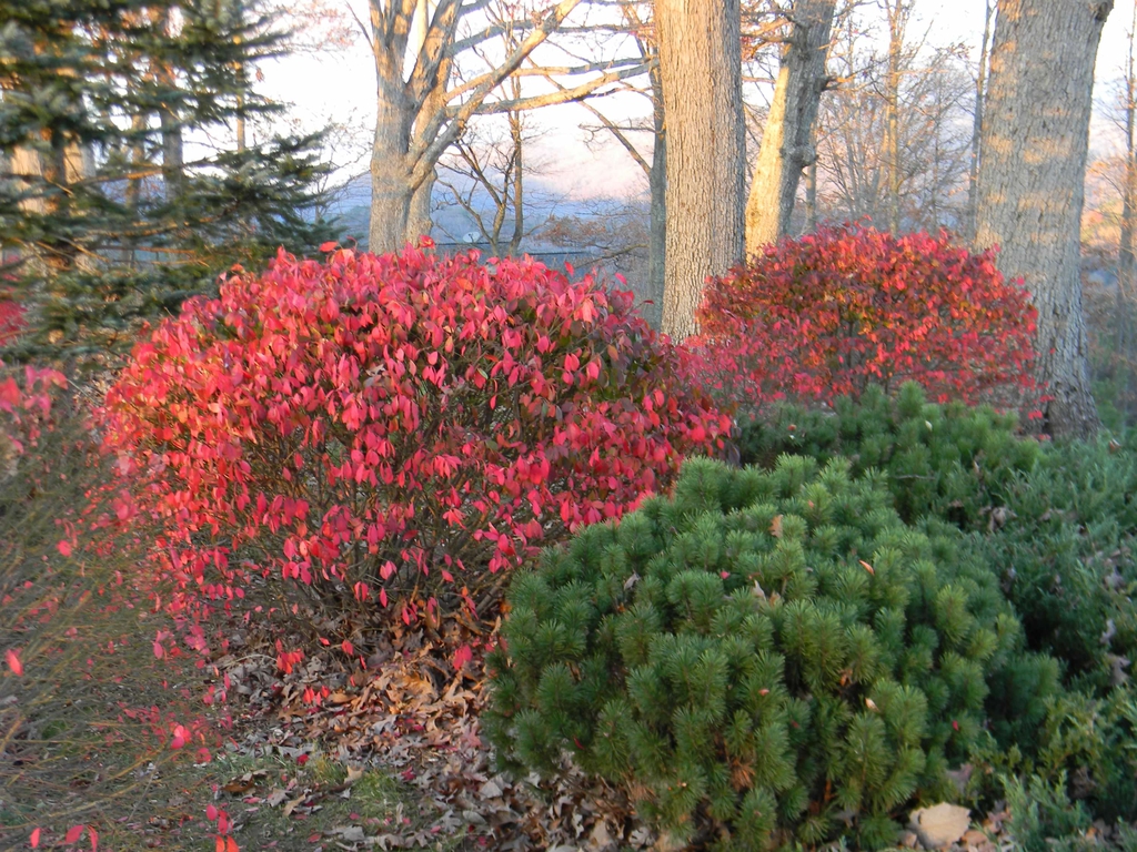 Pinus mugo