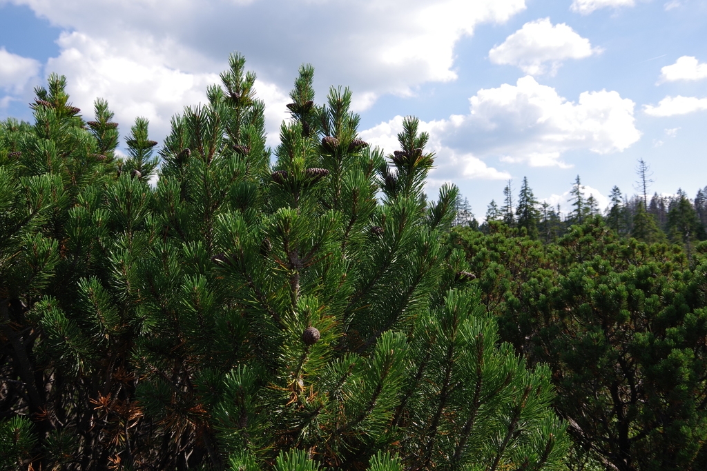 Form in native habitat