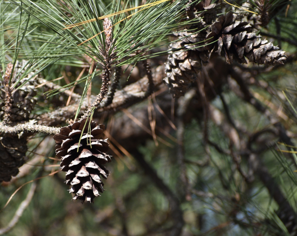 Pinus palustris