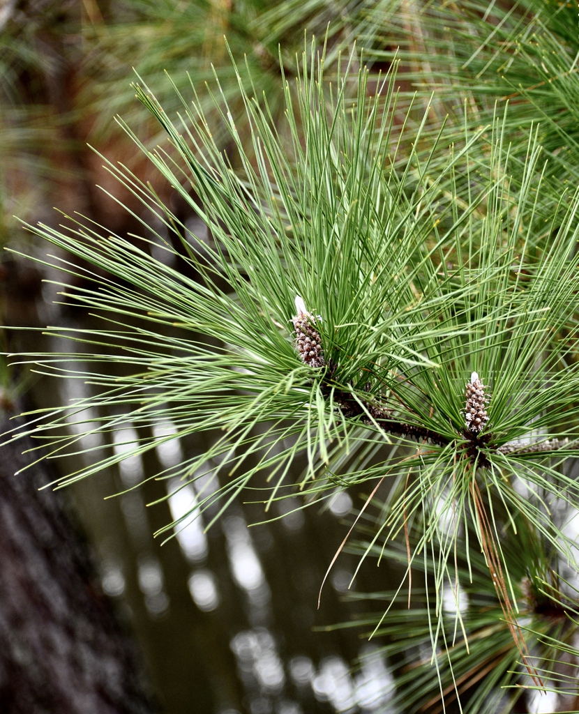 Pinus palustris