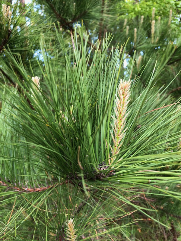 Pinus palustris