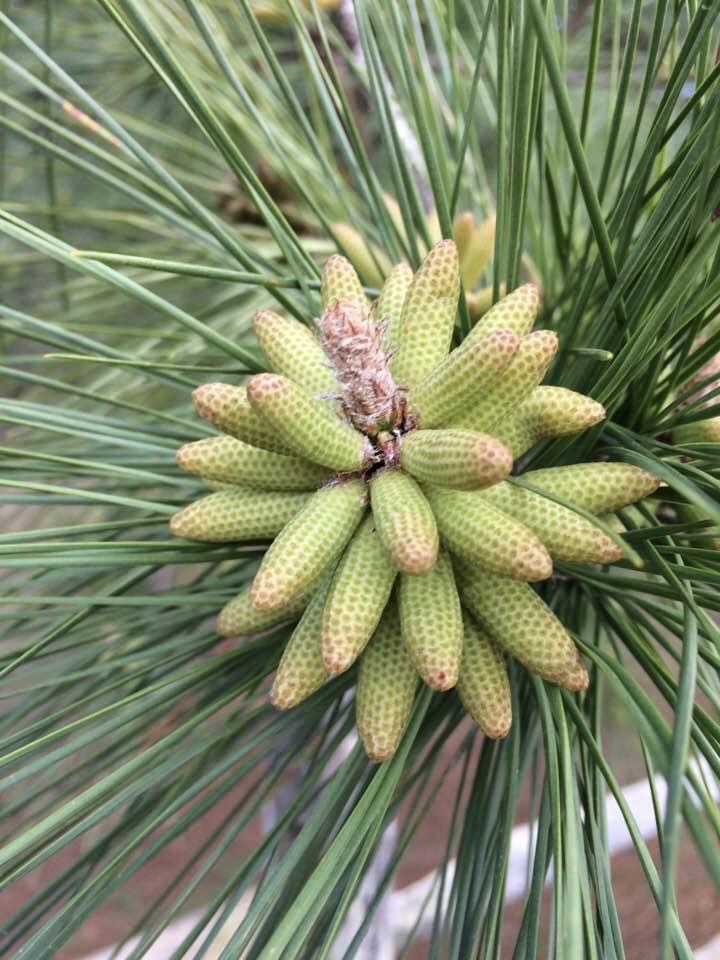 Cones