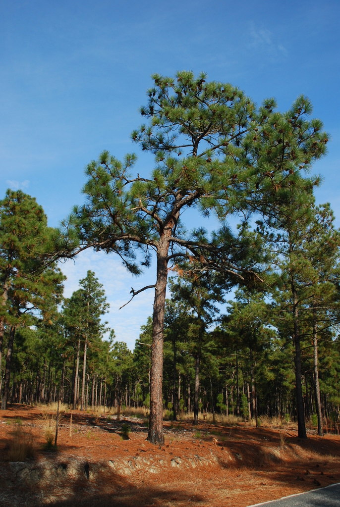 Tree form (Chesterfield County, SC)-Early Winter