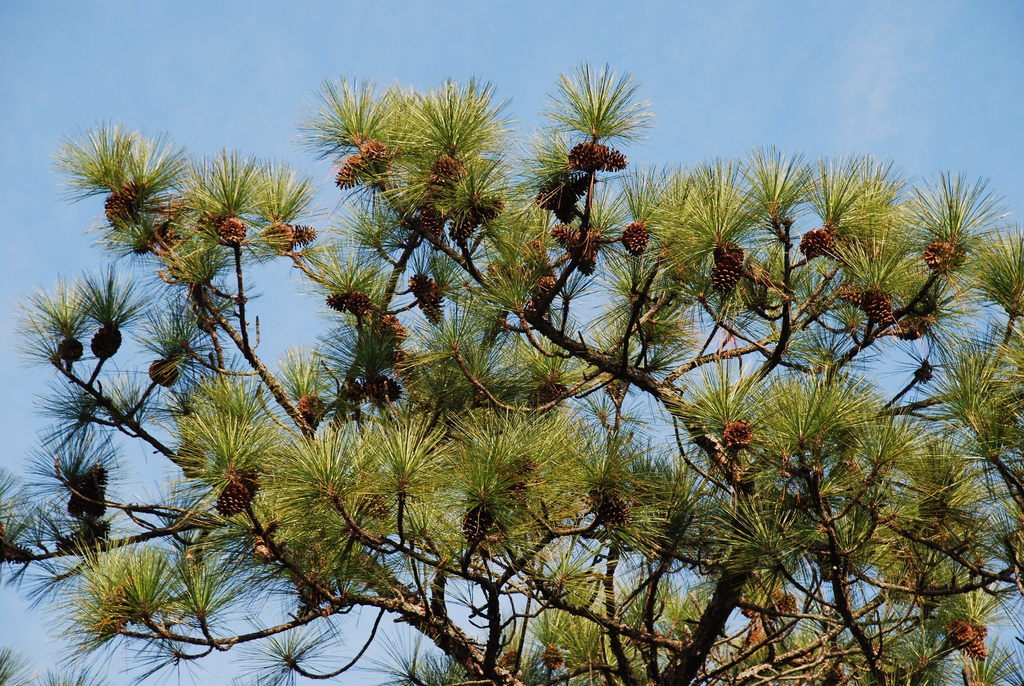 Branches (Chesterfield County, SC)-Early Winter