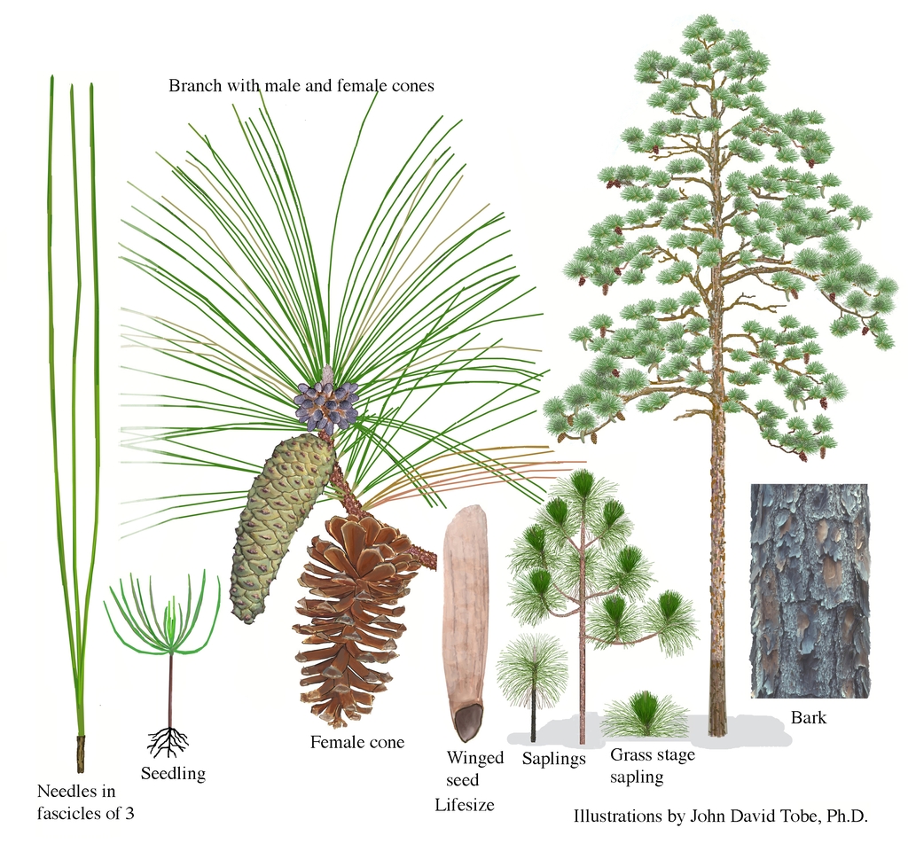 Color illustrations of the technical details of this species.