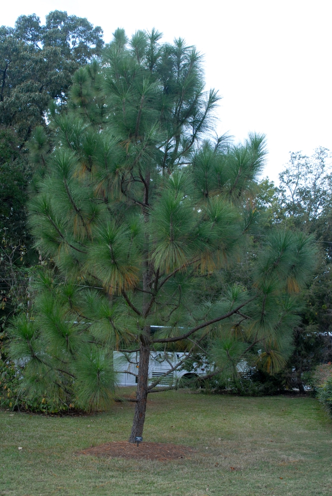 Pinus palustris