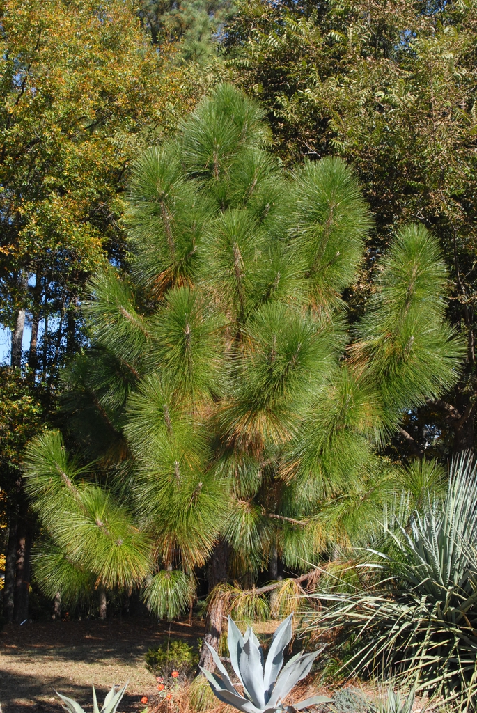 Pinus palustris