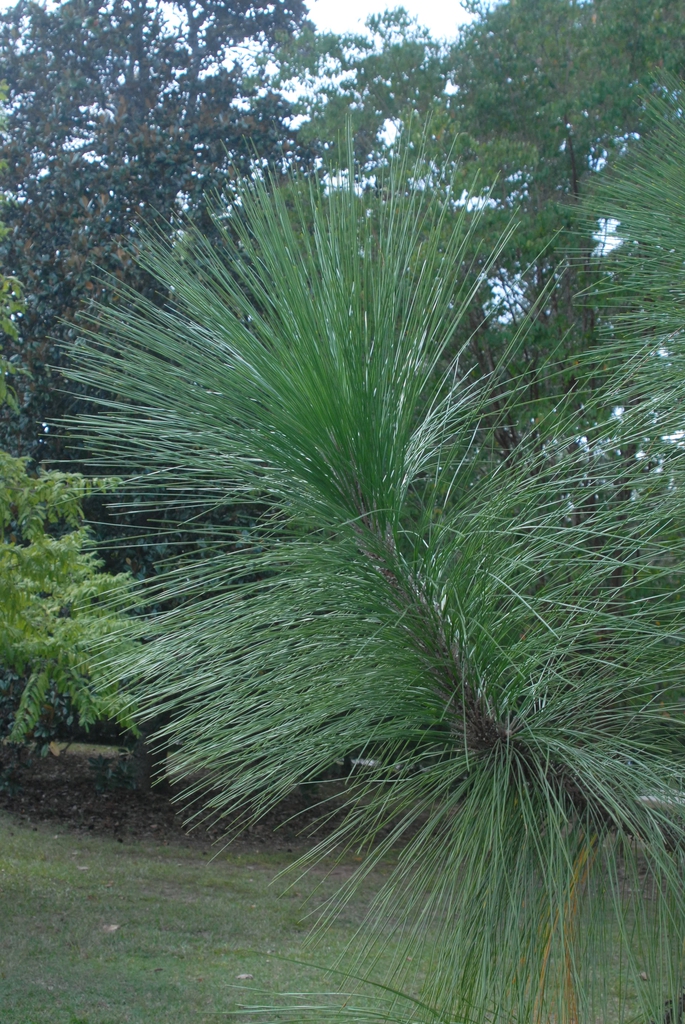 Pinus palustris