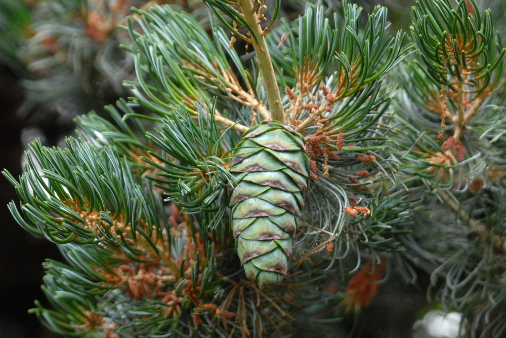 Pinus parviflora 'Glauca' Cone