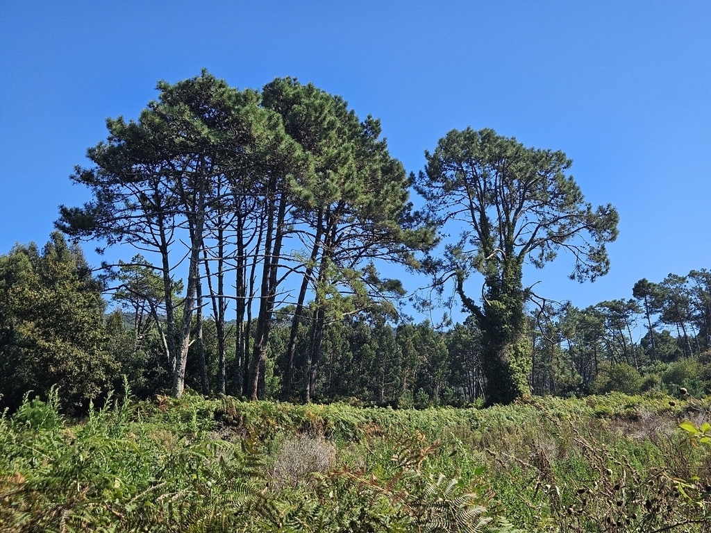 Mature tree in its native habitat