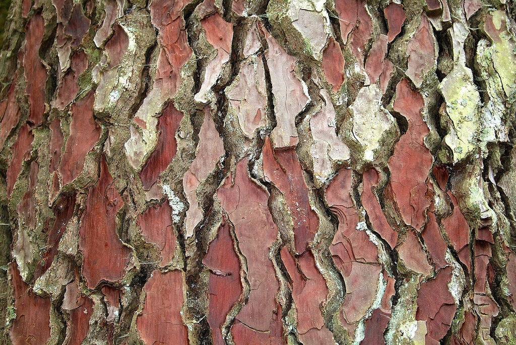 Closeup of reddish-brown fissured bark