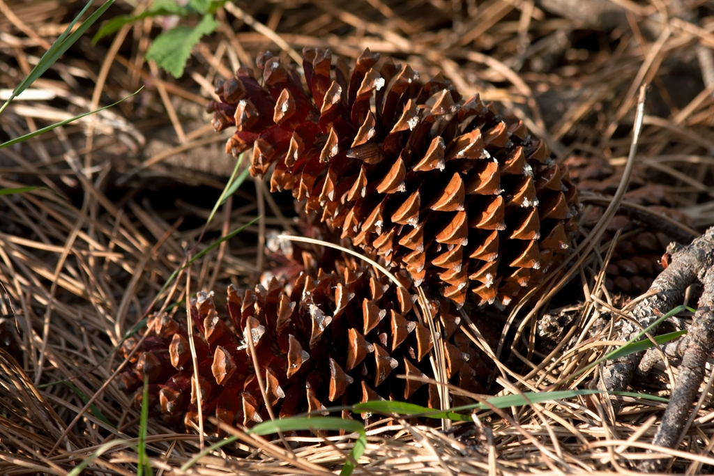 Large reddish-brown pinecones with open scales