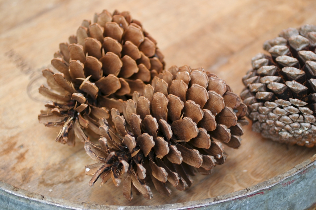 Mature seed cones