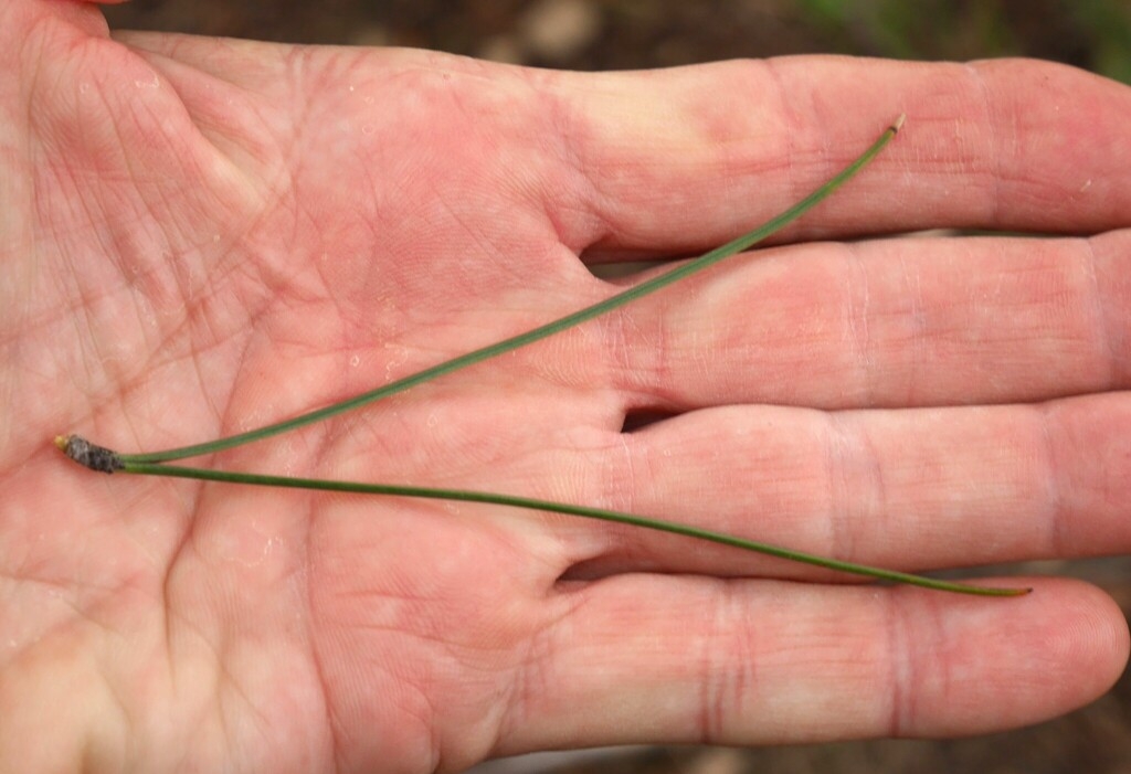 Long linea needles in cluster of two