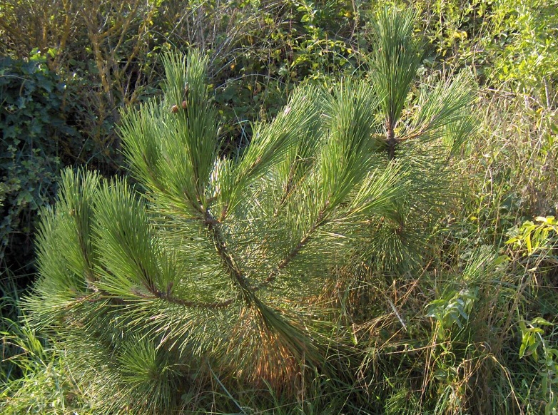 Stems and needles