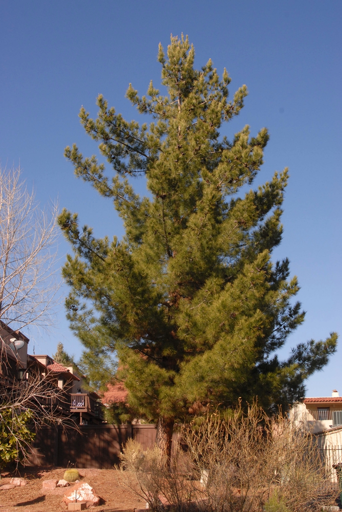 Pinus ponderosa