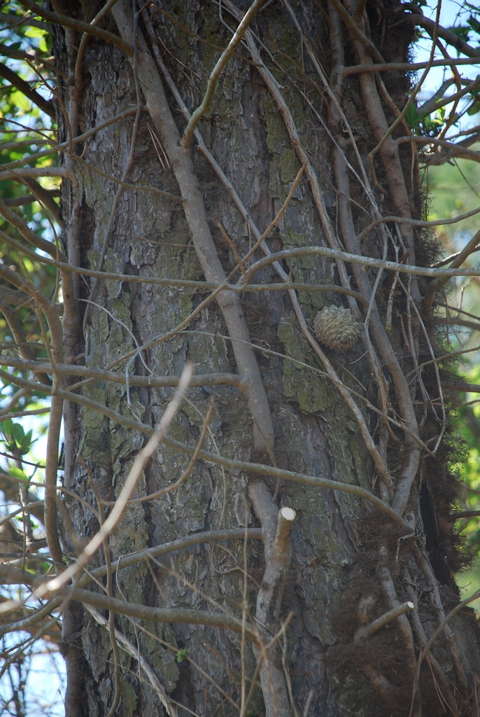 Dark brown bark (Randolph County, NC)-Early Spring