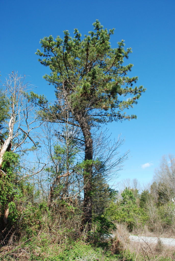 Tree form (Randolph County, NC)-Early Spring