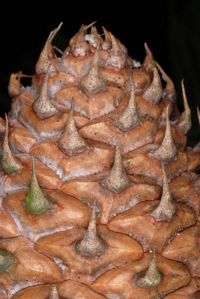 Hooked spines in seed cone (Randolph County, NC)-Early Spring