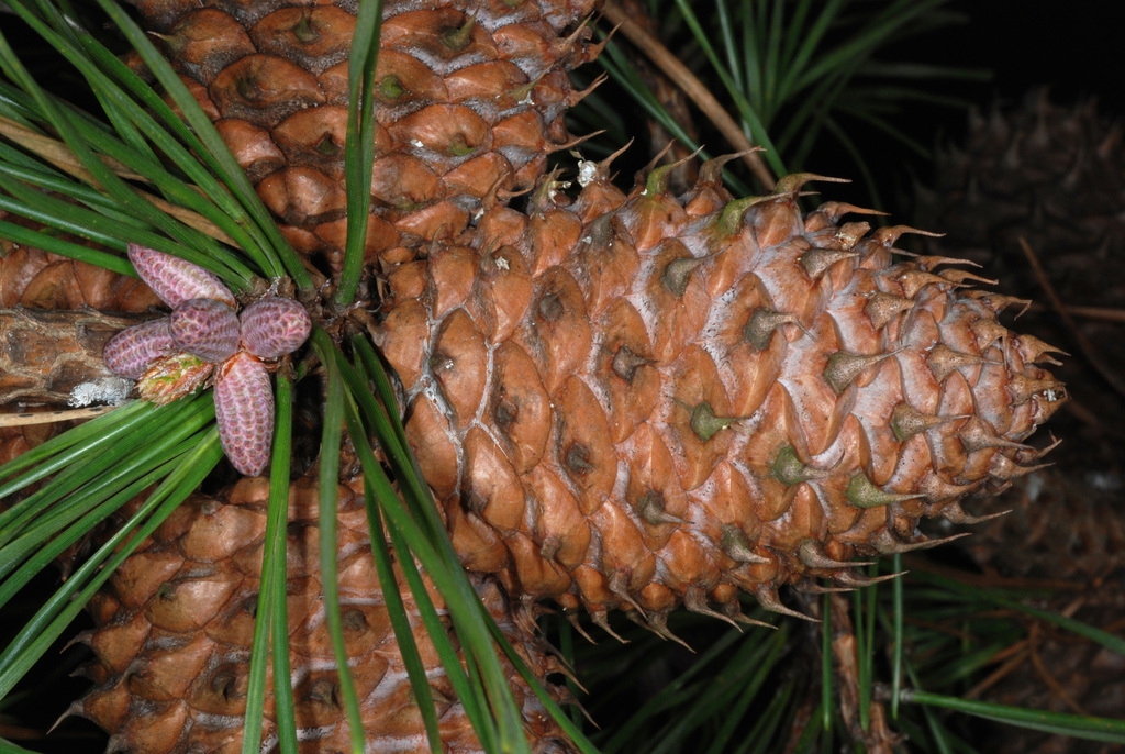 Side view of seed cone cluster (Randolph County, NC)-Early Sprin