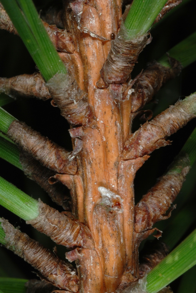 Stem with needle attachment (Randolph County, NC)-Early Spring