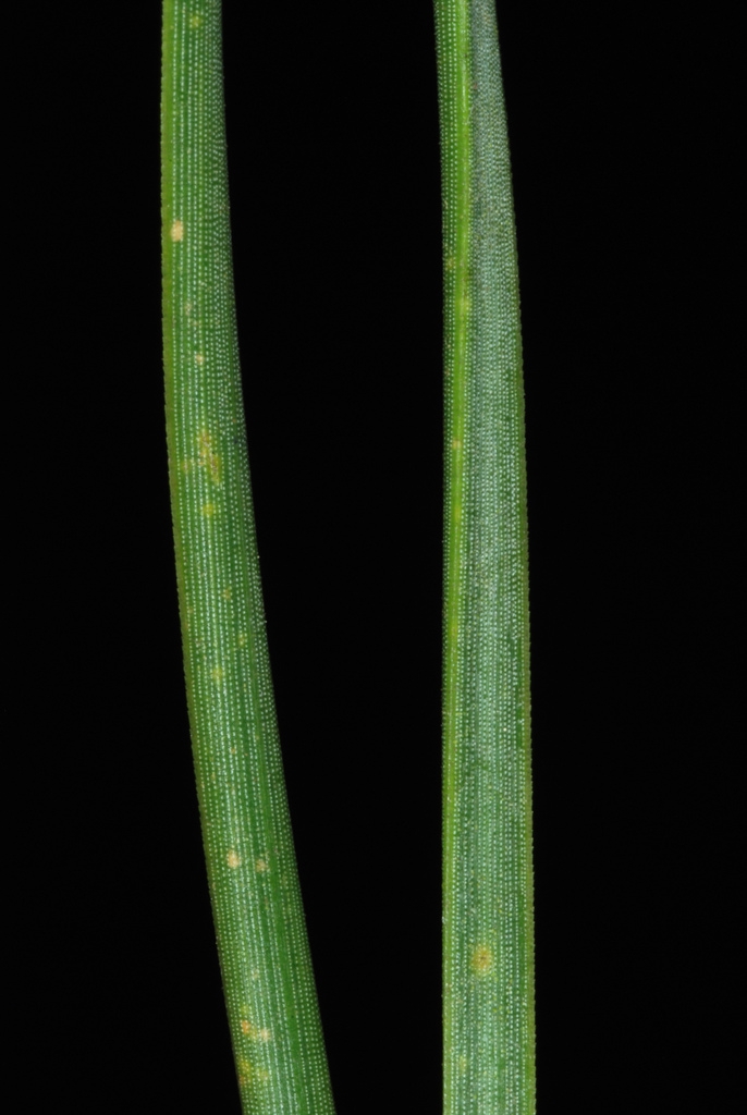 Needles close-up (Randolph County, NC)-Early Spring