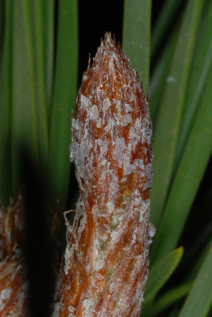 End buds (Randolph County, NC)-Early Spring