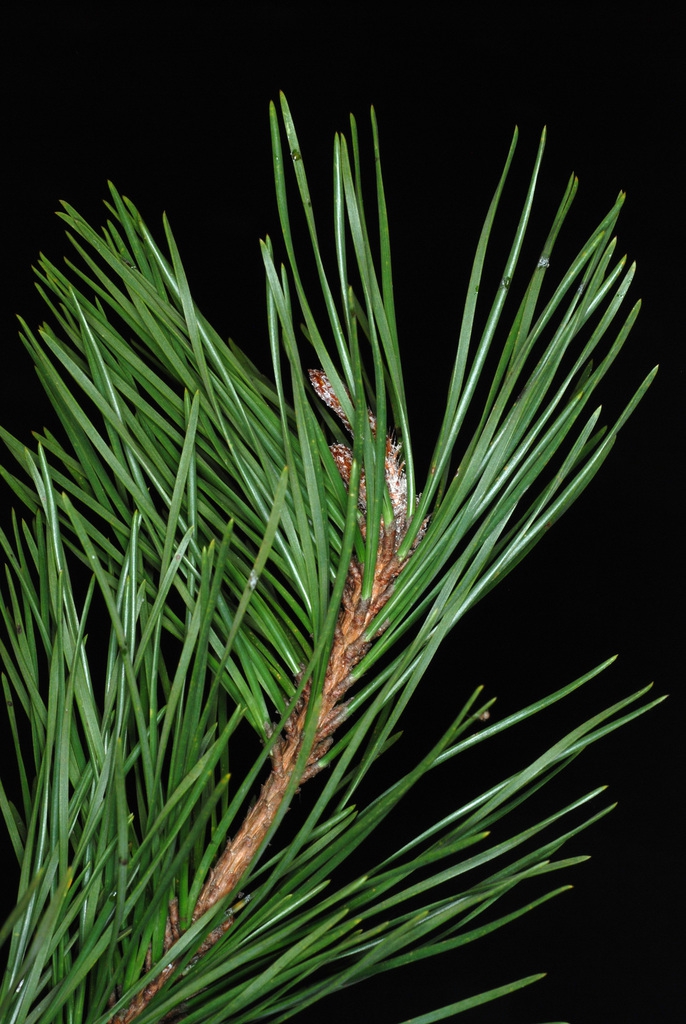 Branch with needles (Randolph County, NC)-Early Spring
